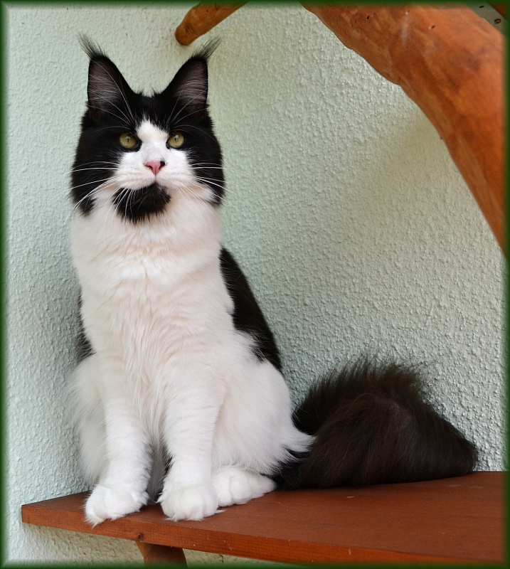Naomi Larenda - maine-coon