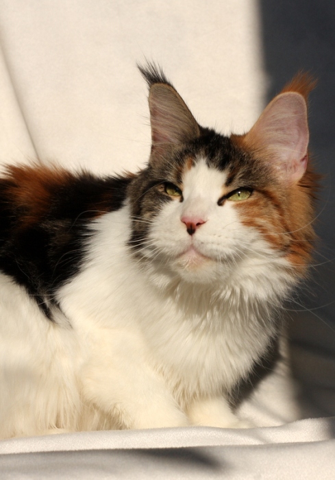 Regina Larenda - maine-coon 12/16/2016