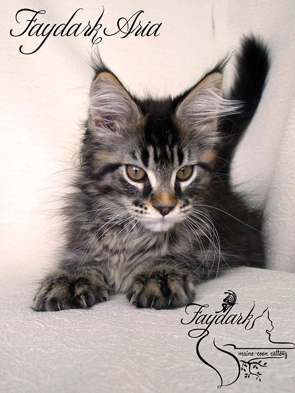 Faydark Aria - Kitten maine-coon 2 months 3 weeks