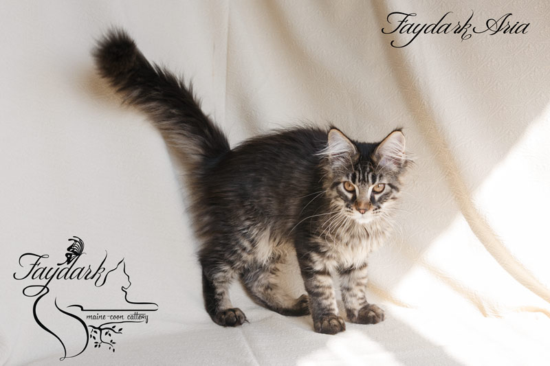 Faydark Aria - Kitten maine-coon 3.5 months