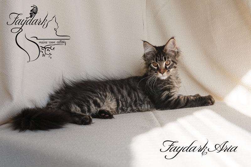 Faydark Aria - Kitten maine-coon 3.5 months