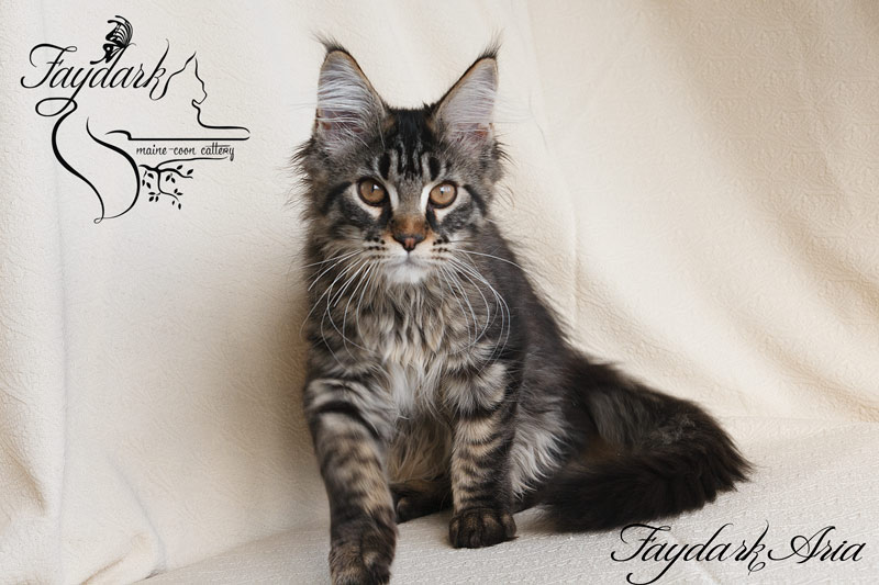 Faydark Aria - Kitten maine-coon 3.5 months