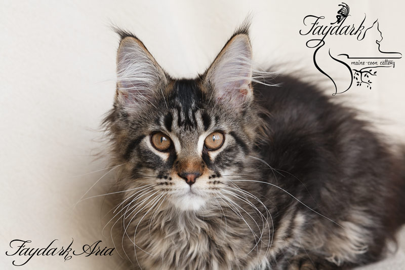 Faydark Aria - Kitten maine-coon 3.5 months