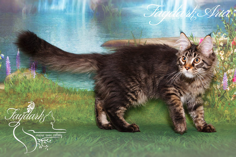 Faydark Aria - Kitten maine-coon 4 months