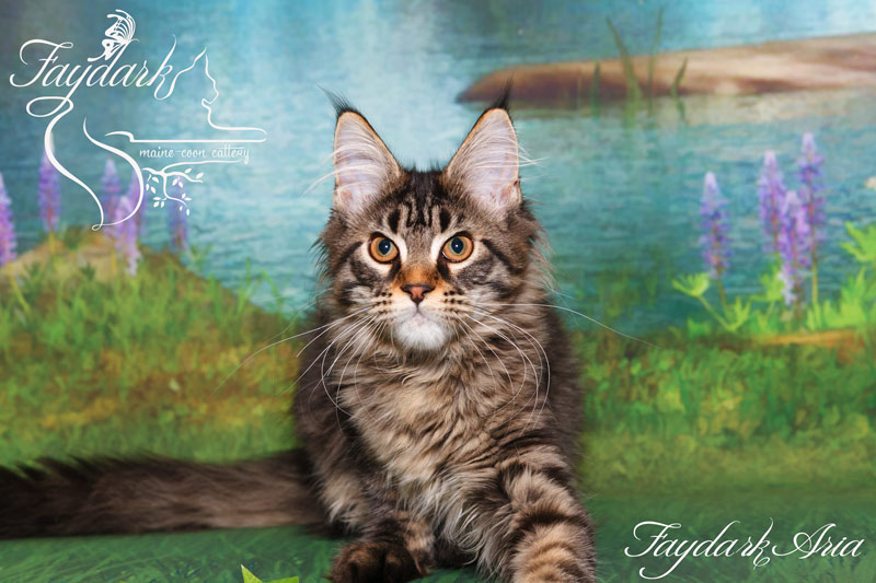 Faydark Aria - Kitten maine-coon 4 months