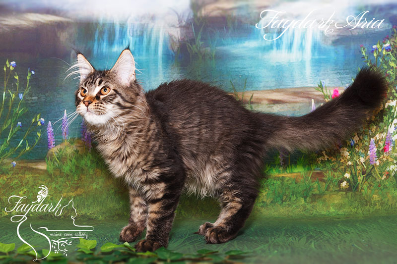 Faydark Aria - Kitten maine-coon 4 months