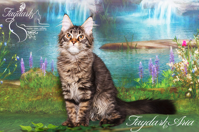Faydark Aria - Kitten maine-coon 4 months