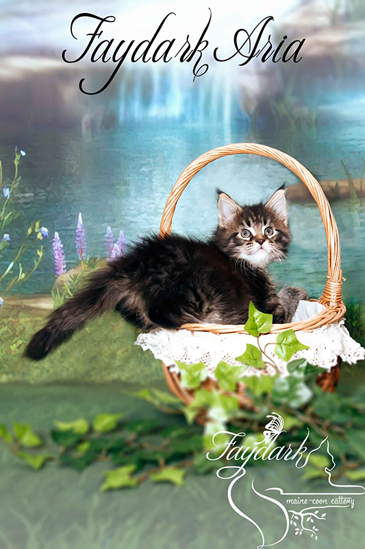 Faydark Aria - Kitten maine-coon 1 month 3 weeks