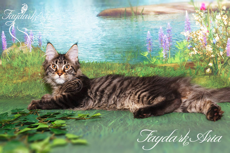Faydark Aria - Kitten maine-coon 4 months