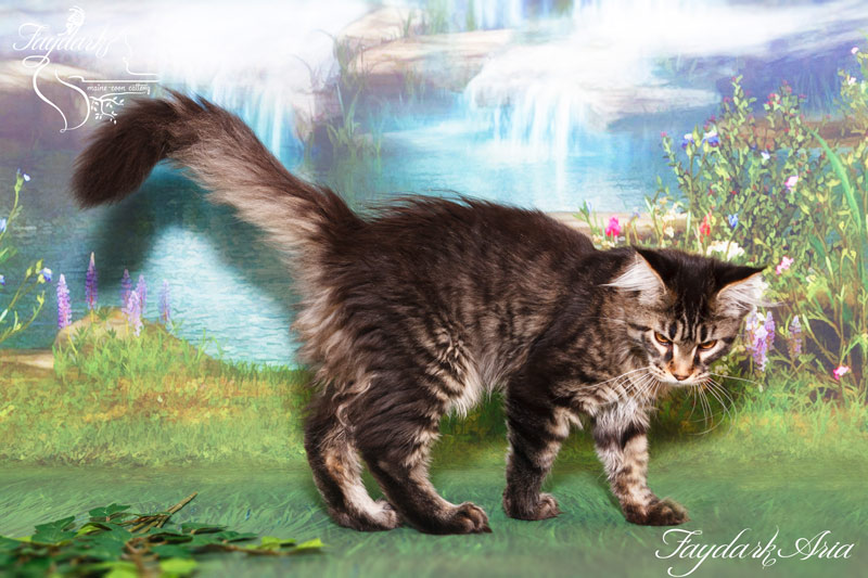 Faydark Aria - Kitten maine-coon 4 months