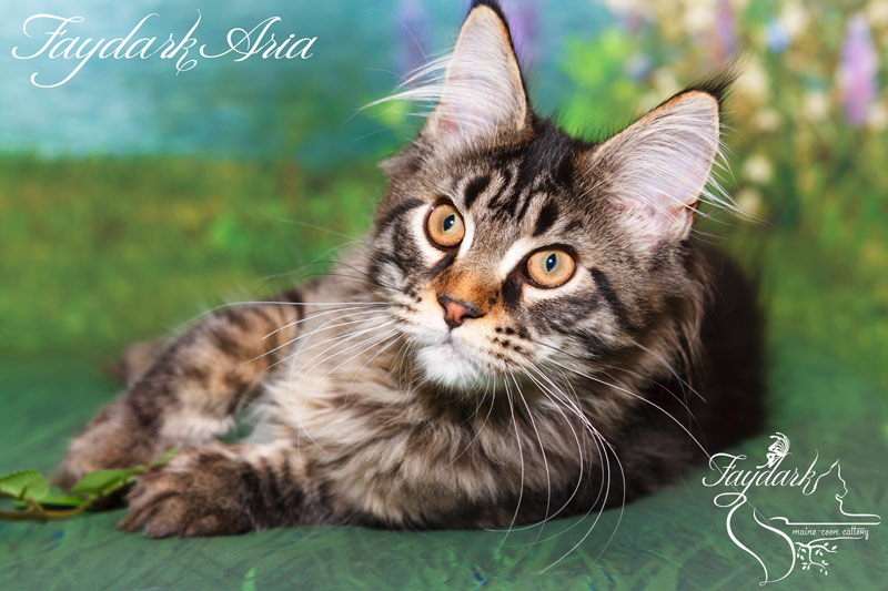 Faydark Aria - Kitten maine-coon 4 months