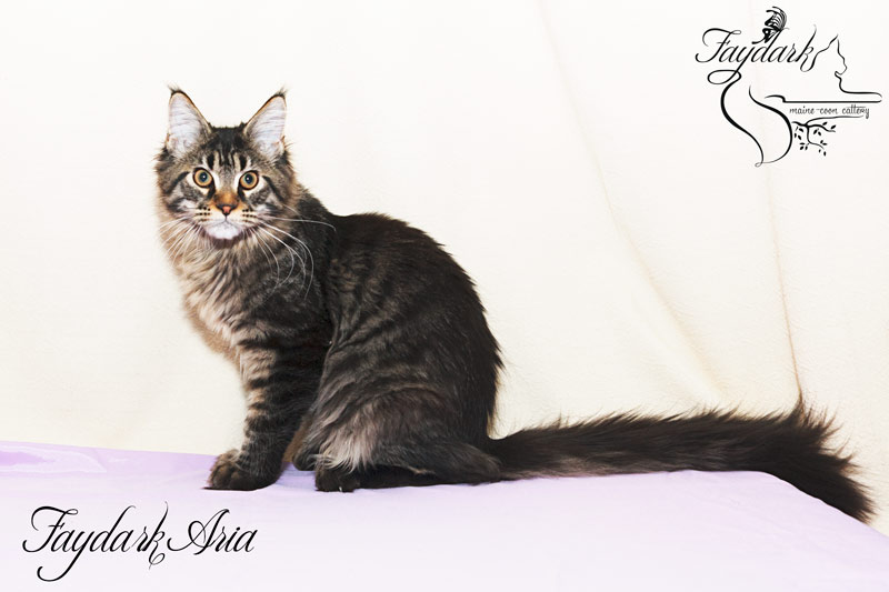 Faydark Aria - Kitten maine-coon 5 months
