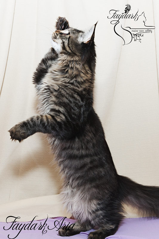Faydark Aria - Kitten maine-coon 5 months