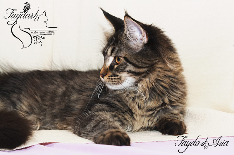 Faydark Aria - Kitten maine-coon 5 months