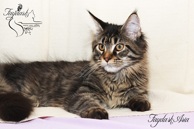Faydark Aria - Kitten maine-coon 5 months