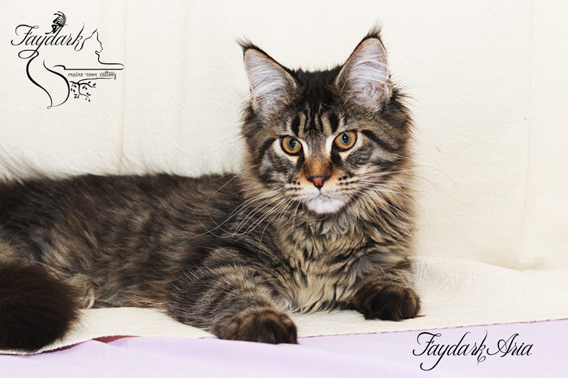 Faydark Aria - Kitten maine-coon 5 months