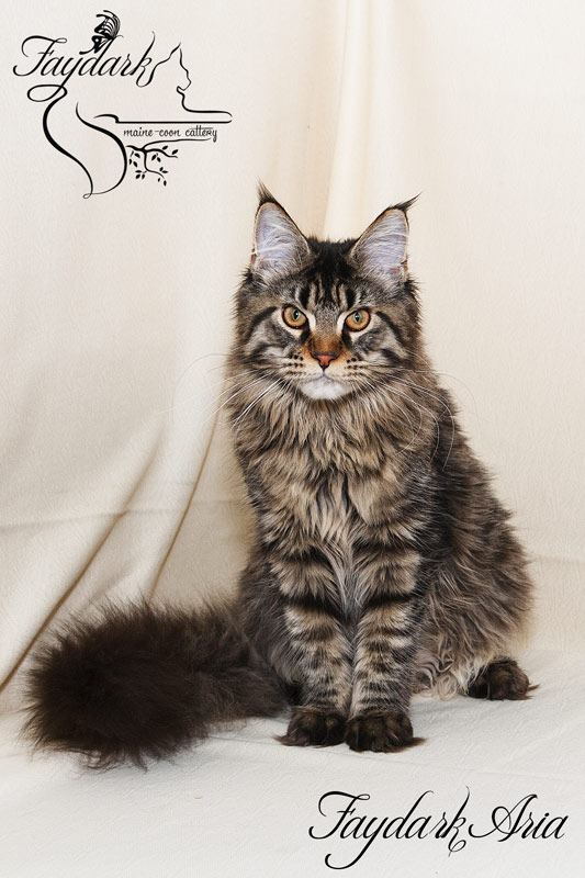 Faydark Aria - Kitten maine-coon 6 months