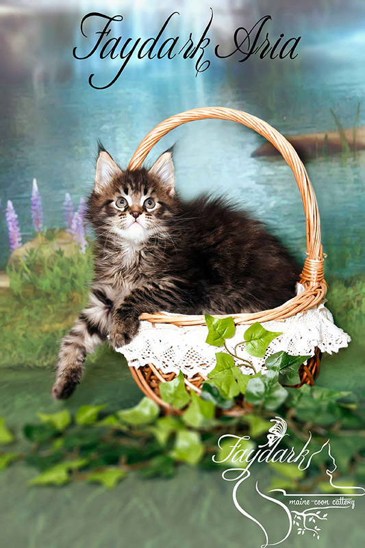 Faydark Aria - Kitten maine-coon 1 month 3 weeks