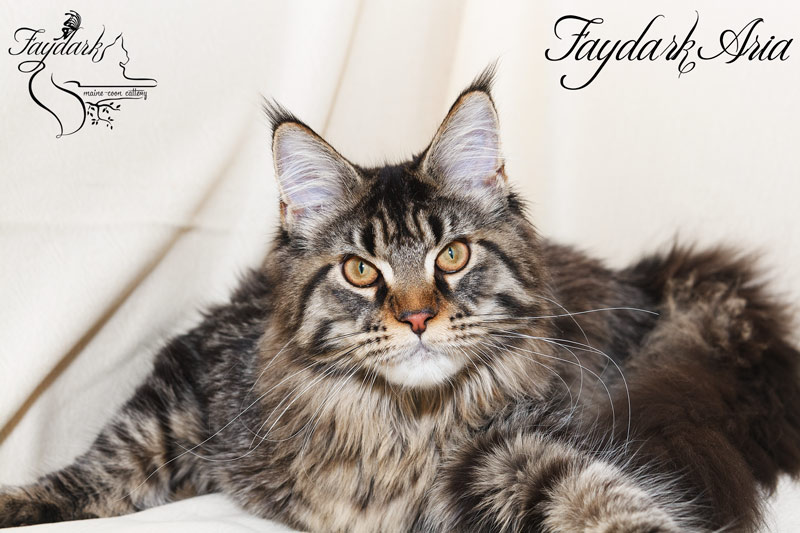Faydark Aria - Kitten maine-coon 6 months