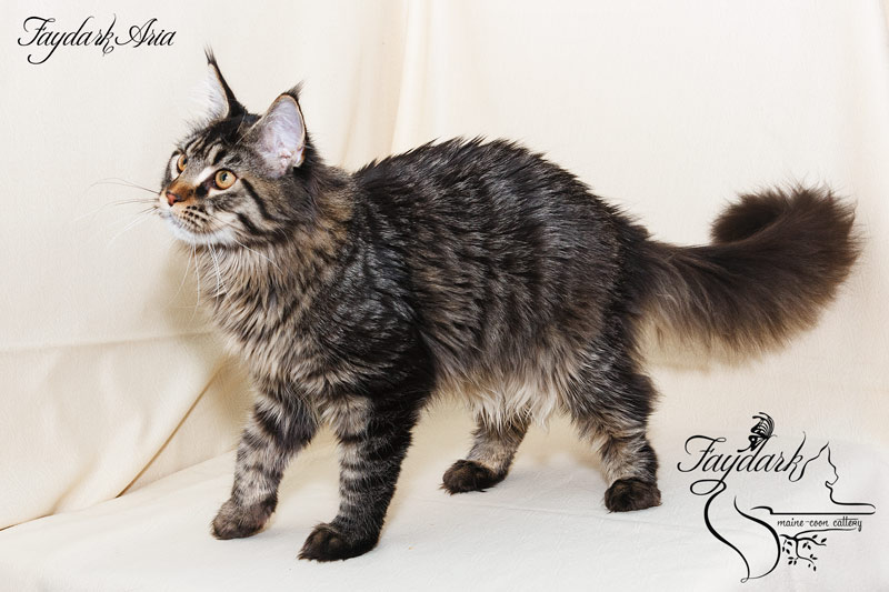 Faydark Aria - Kitten maine-coon 6 months