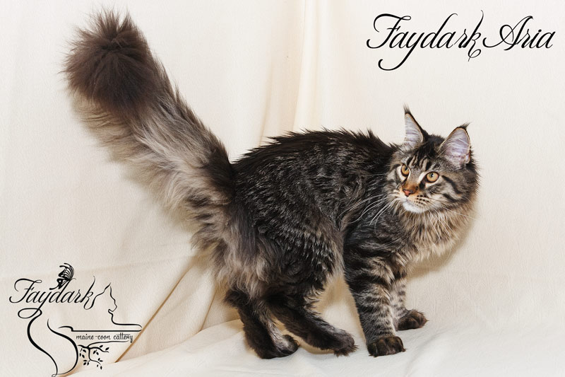Faydark Aria - Kitten maine-coon 6 months