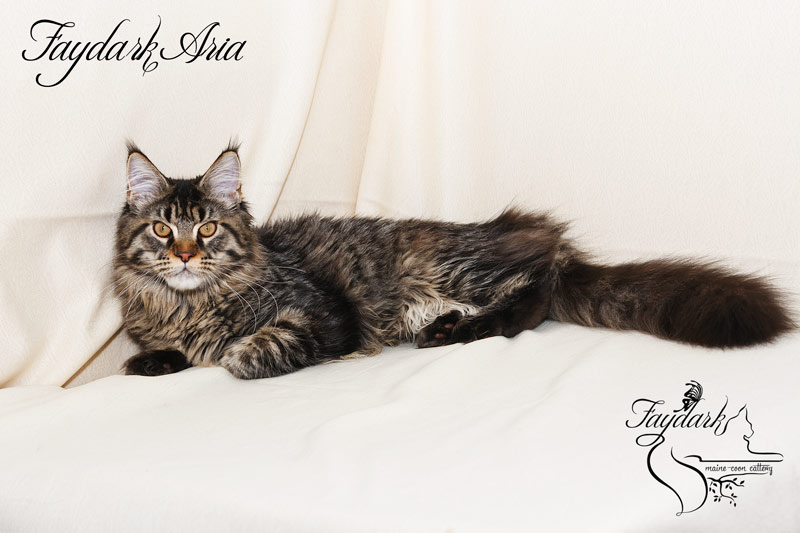 Faydark Aria - Kitten maine-coon 6 months