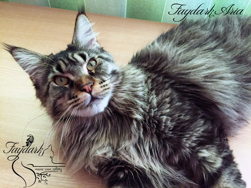 Faydark Aria - Adult maine-coon 1 year