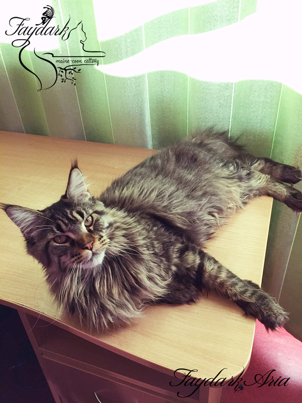 Faydark Aria - Adult maine-coon 1 year