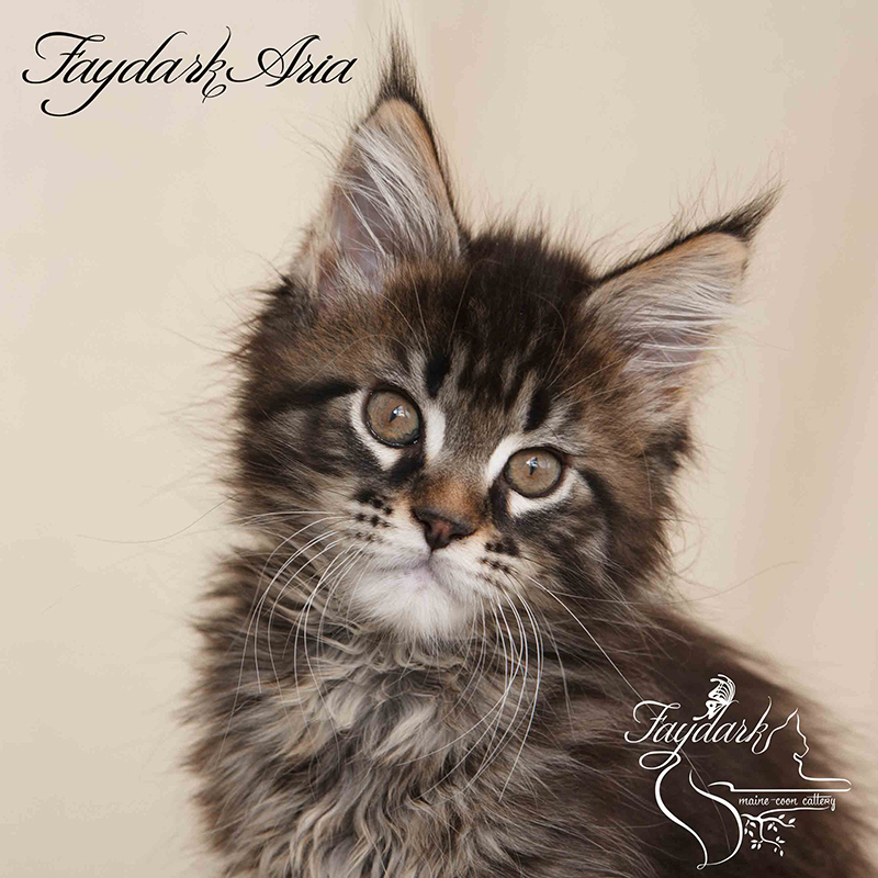 Faydark Aria - Kitten maine-coon 2 months 1 week