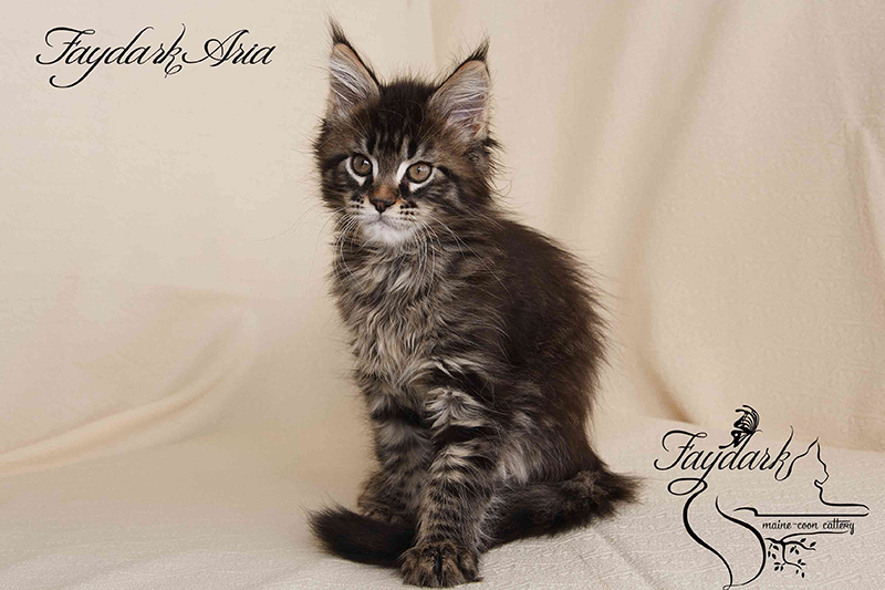 Faydark Aria - Kitten maine-coon 2 months 1 week